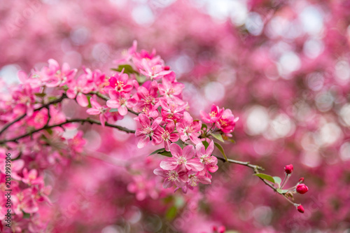 pink shrubs blooming branch © Grafik-Komputerowy