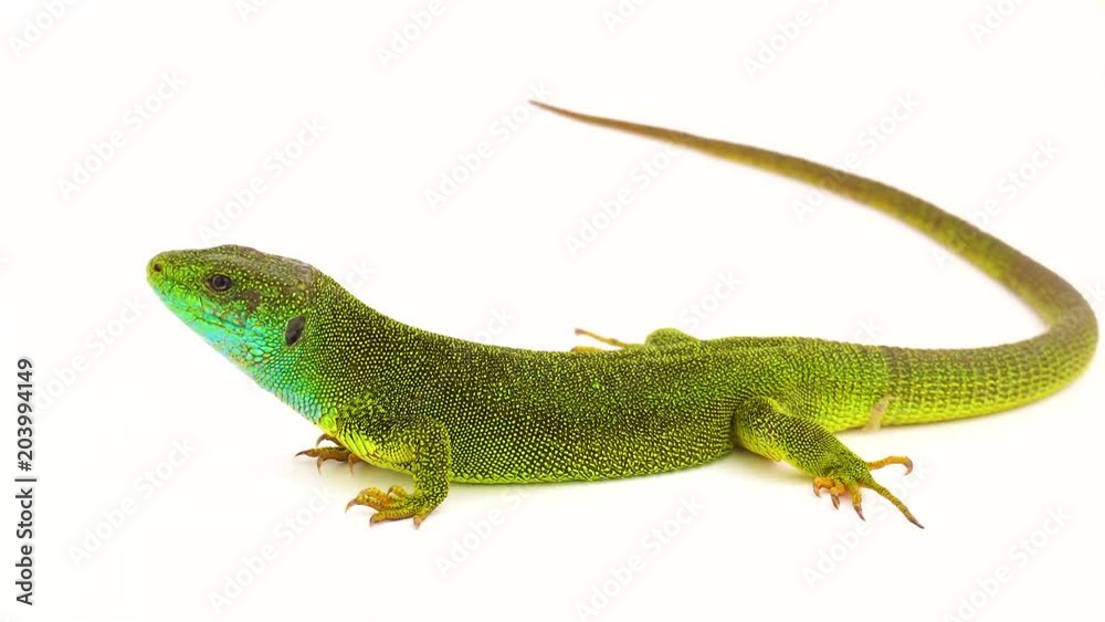 Green lizard isolated Green lizard isolated
