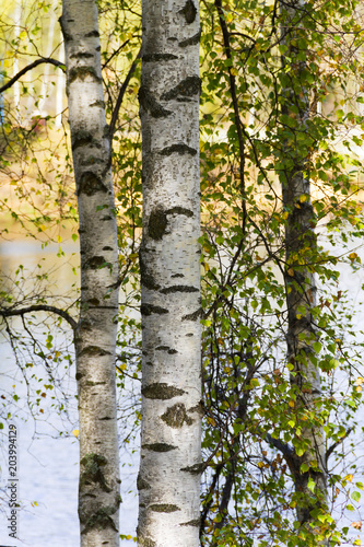 Fotografie, Obraz White - silver birch tree; background.