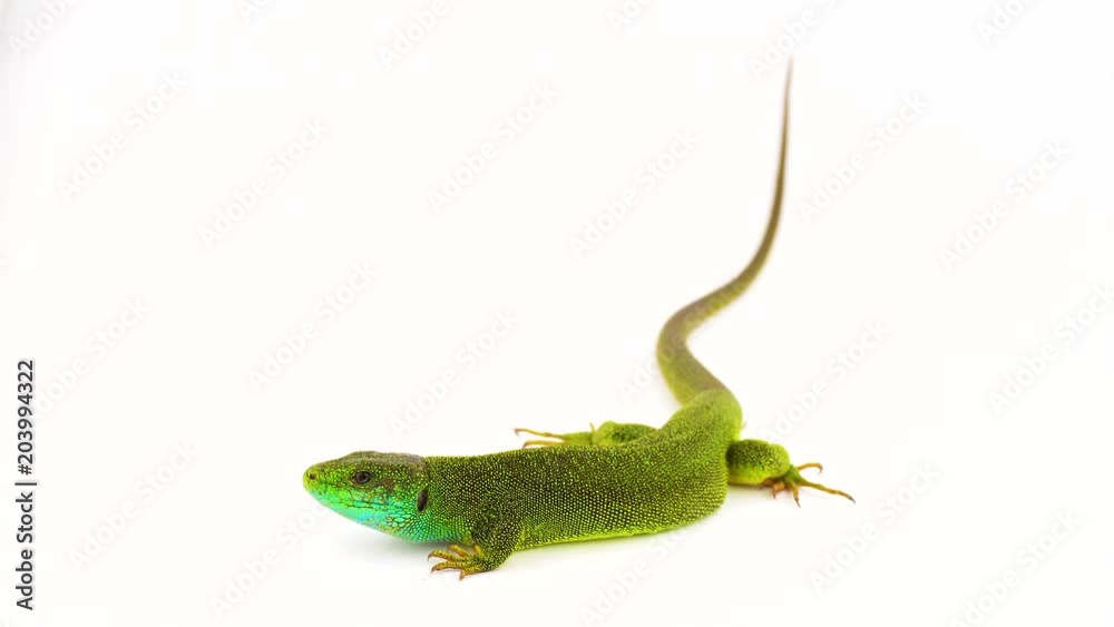 Green lizard isolated Green lizard isolated