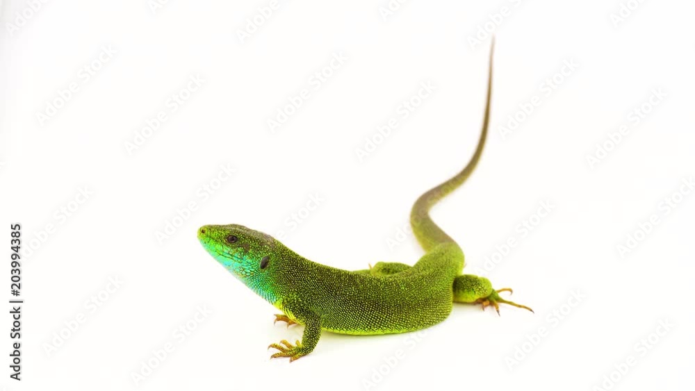 Green lizard isolated Green lizard isolated