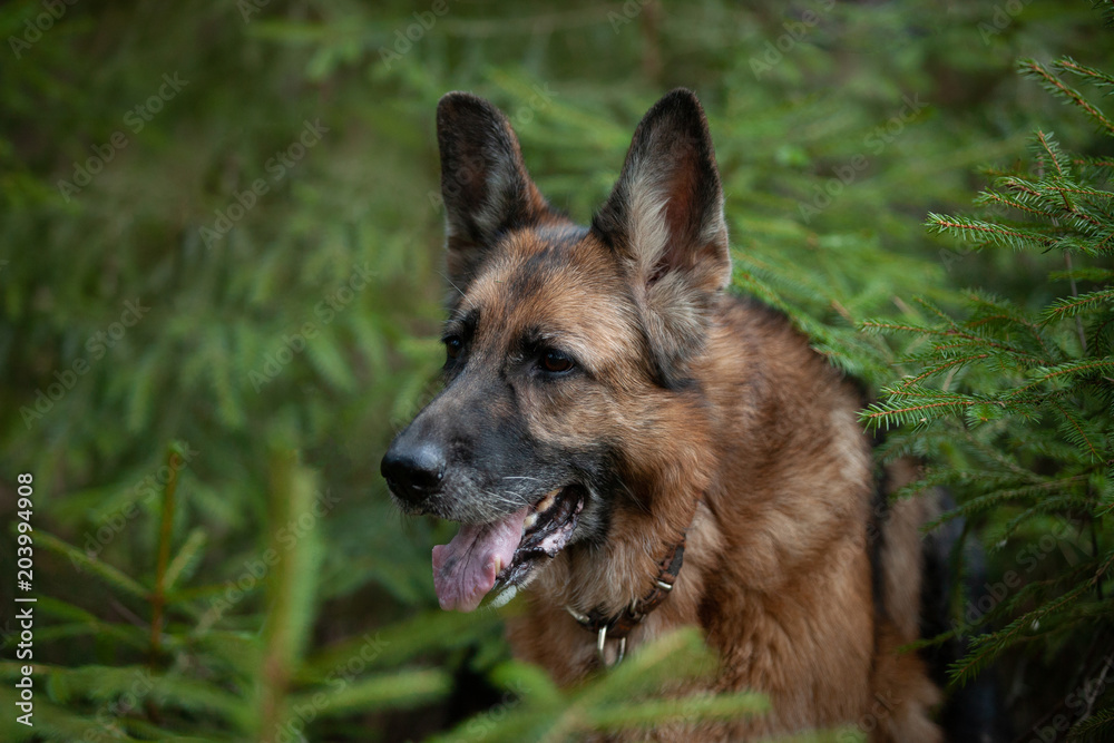 close-up portrait of a German shepherd among young firs close-up portrait of a German shepherd among young firs