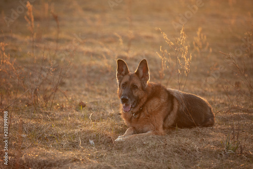 the dog lies in a beautiful light © Mysh