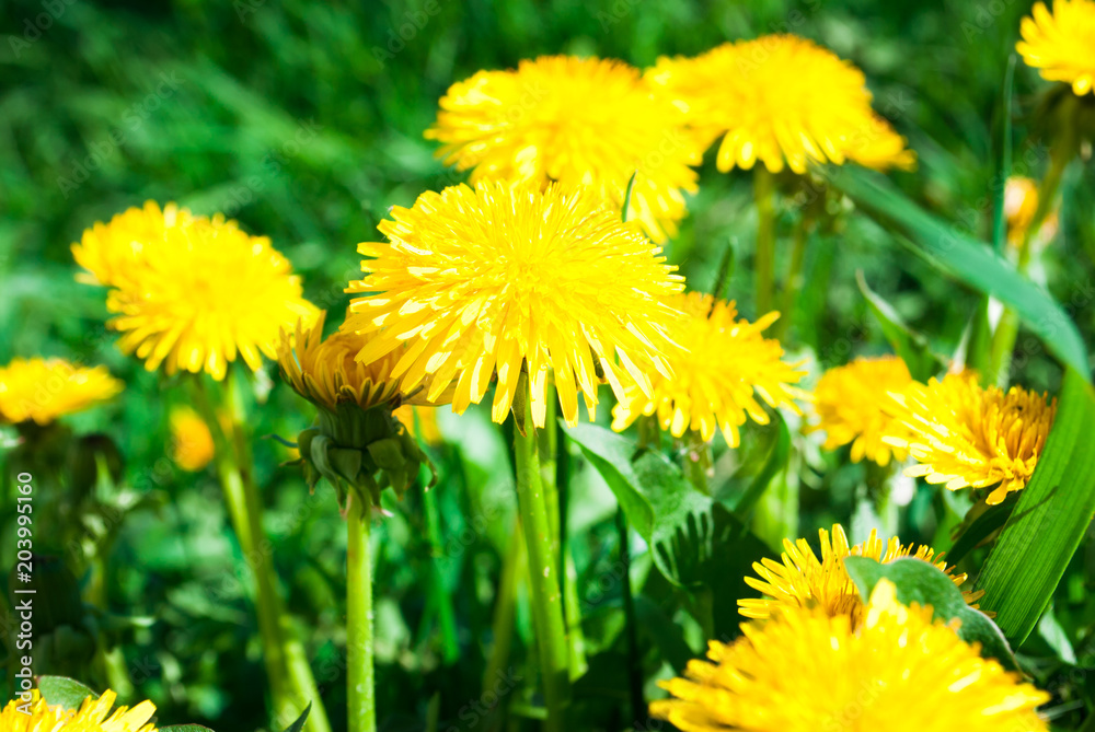 Fototapeta premium Yellow Blossoming Dandelions Flowers Meadow Summer Day Background Bright Colors