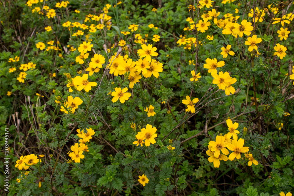  funds fauna and flora colombia