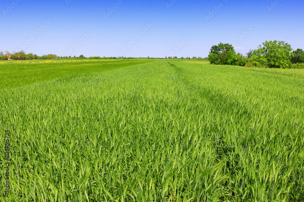 Fototapeta premium green wheat field