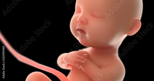 4k 3d rendering fetus video with alpha  channel,5 months baby.(4096*2160)