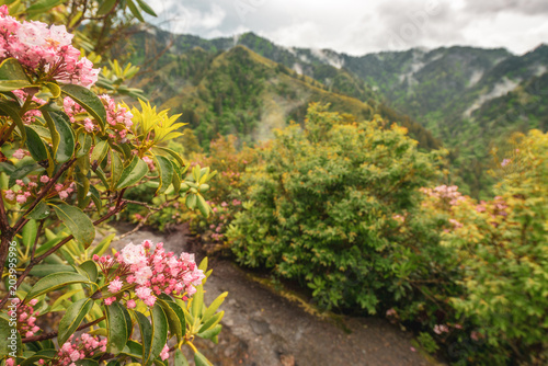 Fototapeta Naklejka Na Ścianę i Meble -  Smoky Mountain National Park