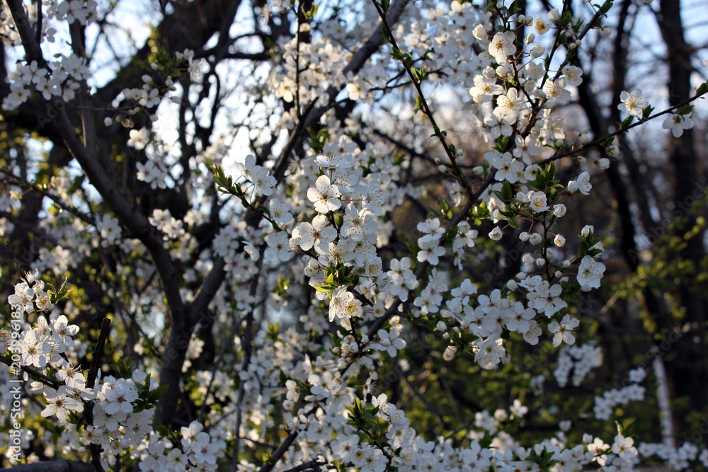 Delicate white flowers on tree branches Delicate white flowers on tree branches