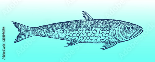 Pilchard sardine., sardina pilchardus in side view on a blue-green gradient background, after vintage woodcut from 16th century. Editable in layers