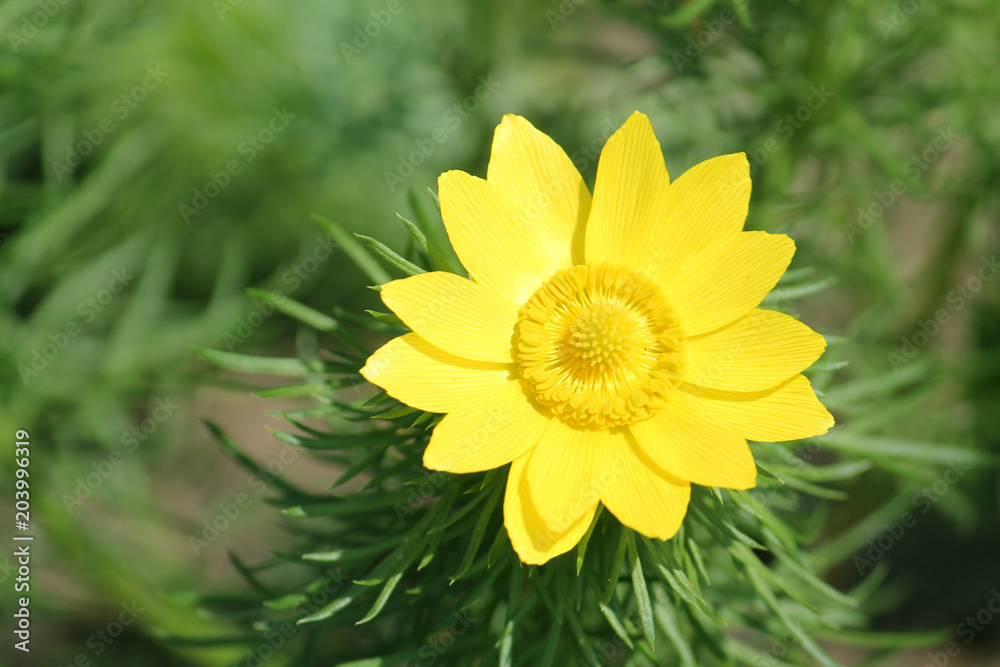 Yellow flower of spring pheasant's eye (Adonis vernalis) on green background Yellow flower of spring pheasant's eye (Adonis vernalis) on green background