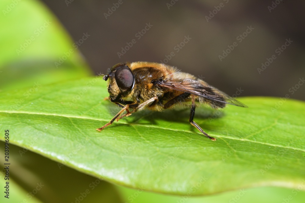 Sunbathing Dronfly Sunbathing Dronfly