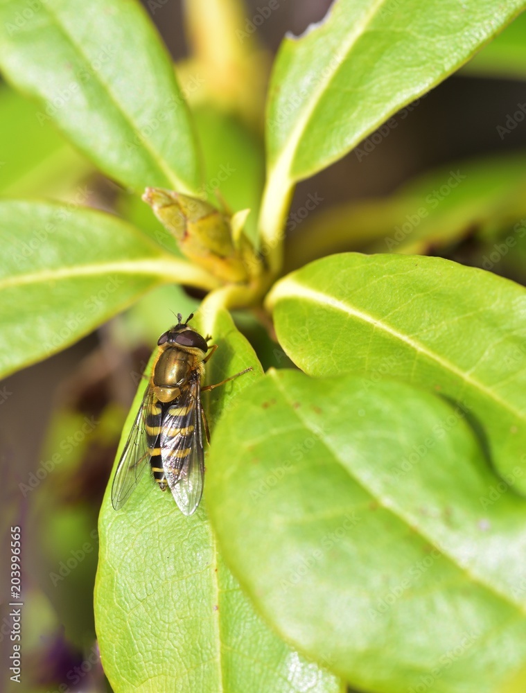 Fototapeta premium Sunbathing Drone Fly