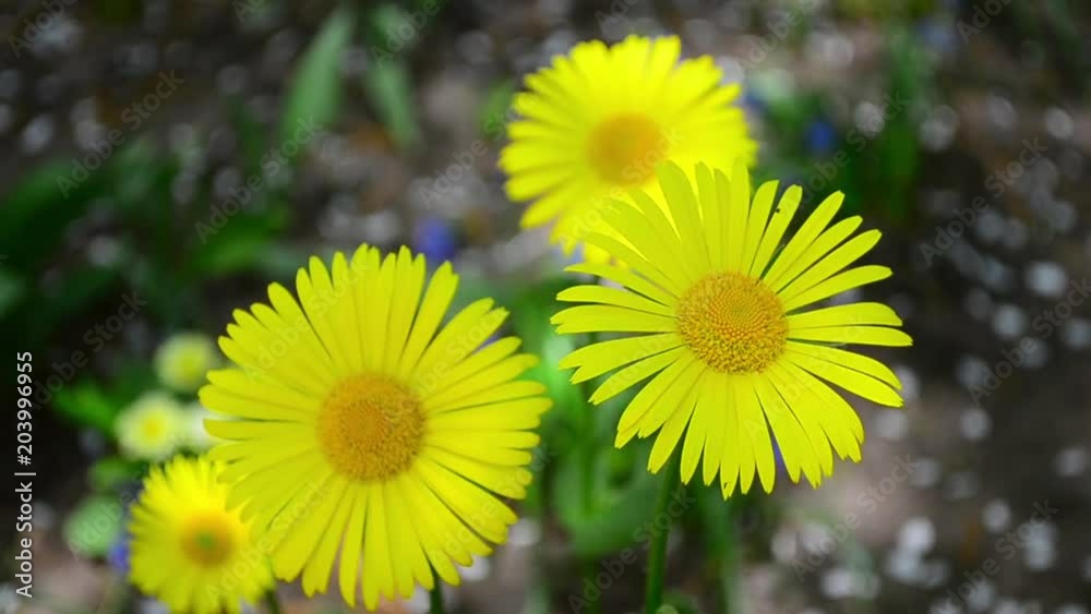 Doronicum, flowers, spring Doronicum, flowers, spring