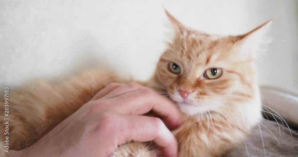 Cute ginger cat lying in bed. Man strokes kitty, it frowning of pleasure and biting. Cozy home background with fluffy pet.
