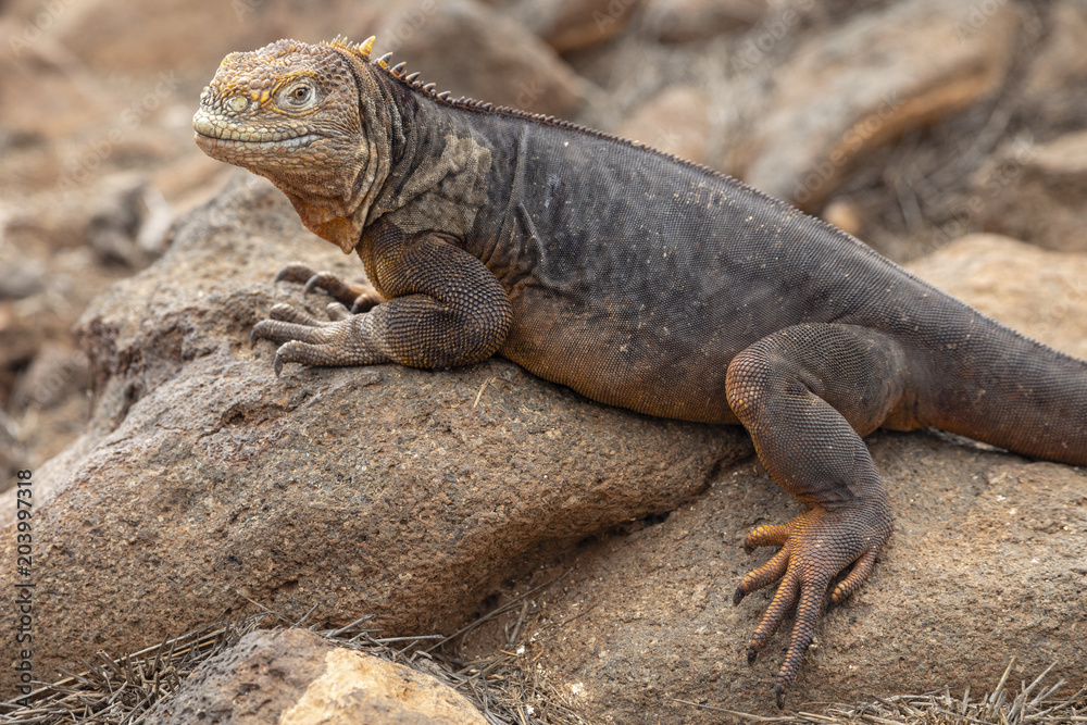 Galapagos Land Lguana (Conolophus subcristatus) in Galapagos Isl Galapagos Land Lguana (Conolophus subcristatus) in Galapagos Isl