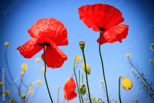 Field of poppies