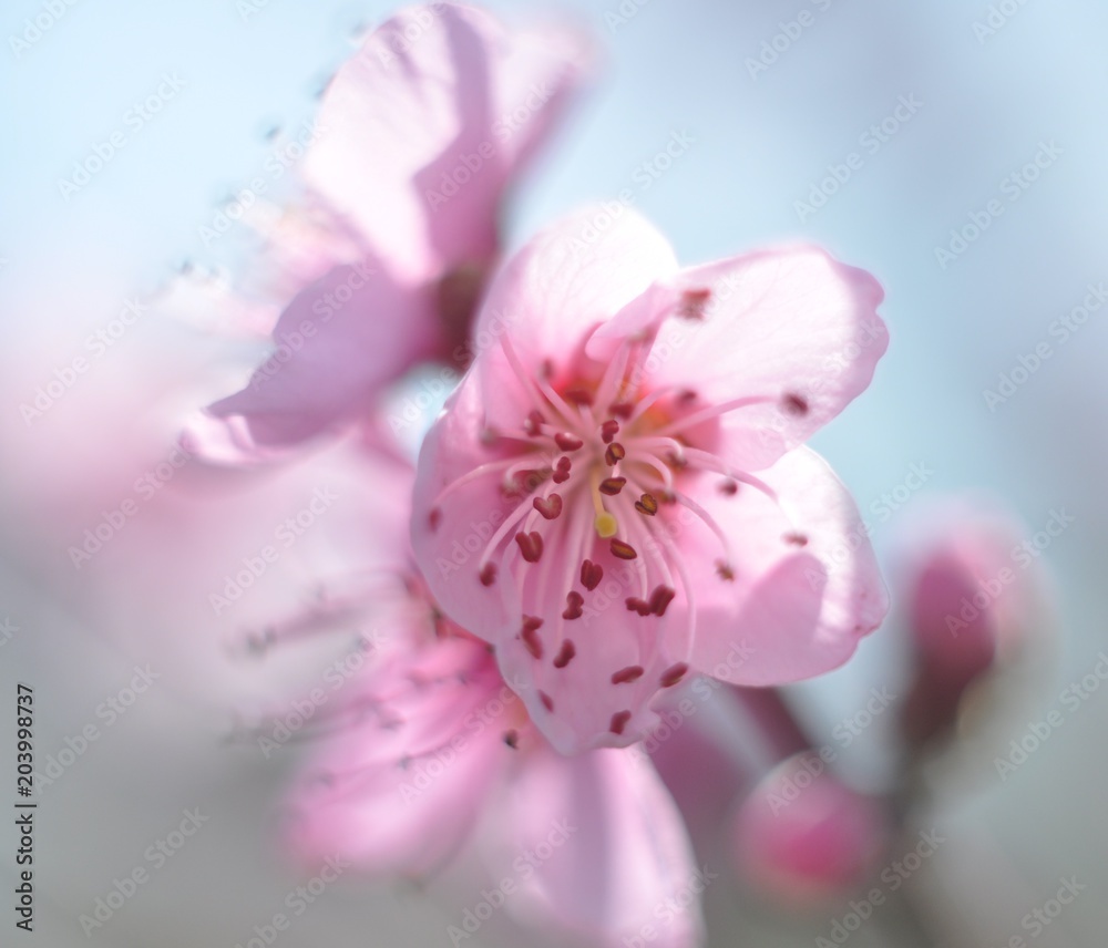 Peach blossom flowers close-up
