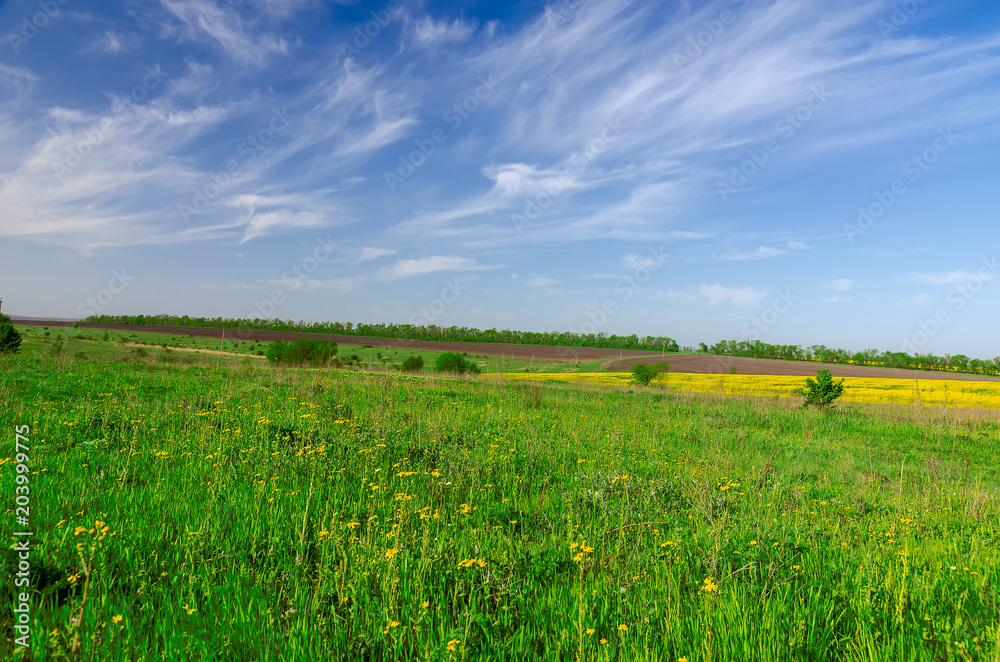 Blue sky over a green field with yellow flowers.