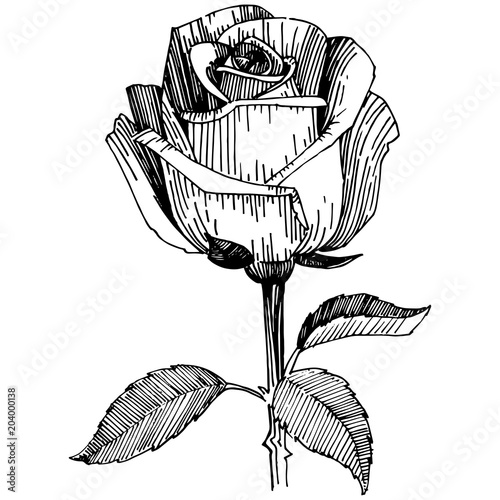 Wildflower rose in a vector style isolated. Vector wildflower for background, texture, wrapper pattern, frame or border.