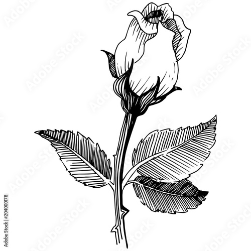 Wildflower rose in a vector style isolated. Vector wildflower for background, texture, wrapper pattern, frame or border.