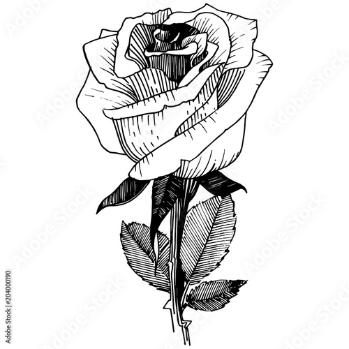 Wildflower rose in a vector style isolated. Vector wildflower for background, texture, wrapper pattern, frame or border.