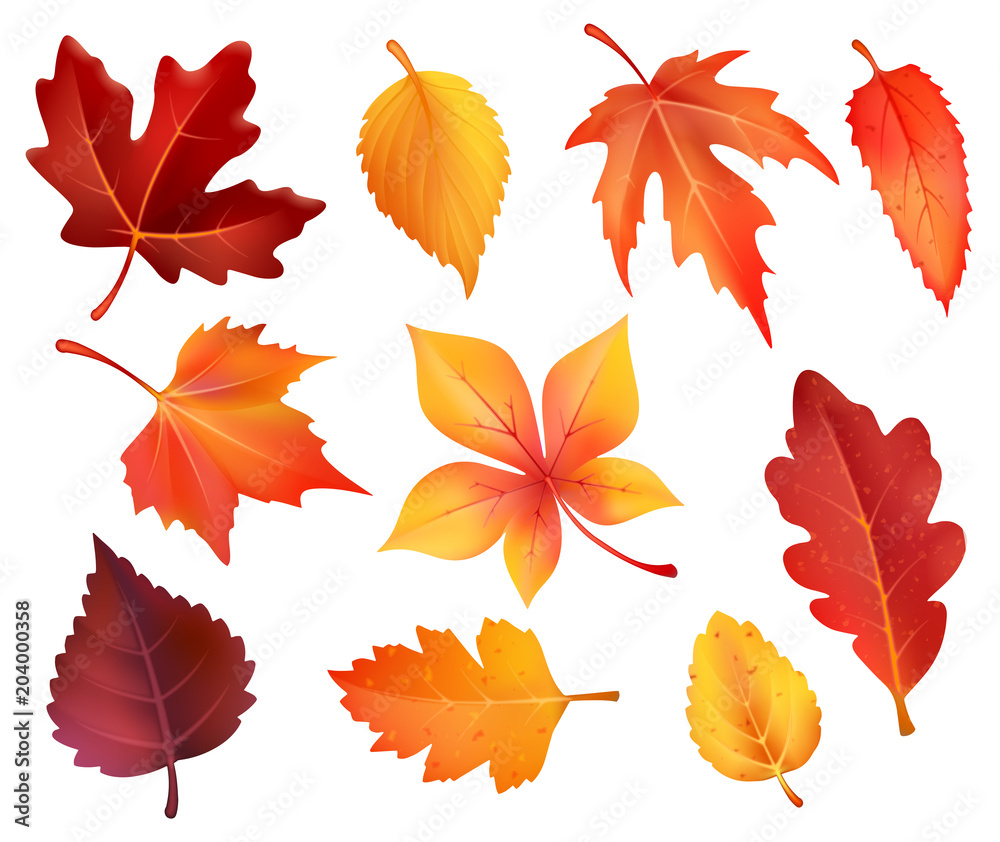 Fototapeta premium Autumn foliage leaf icons of vector falling leaves