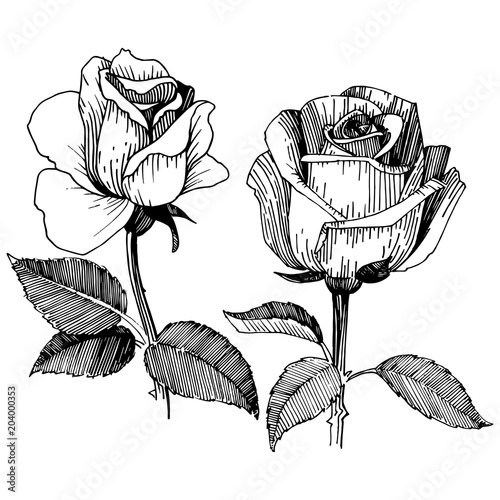 Wildflower rose in a vector style isolated. Vector wildflower for background, texture, wrapper pattern, frame or border.