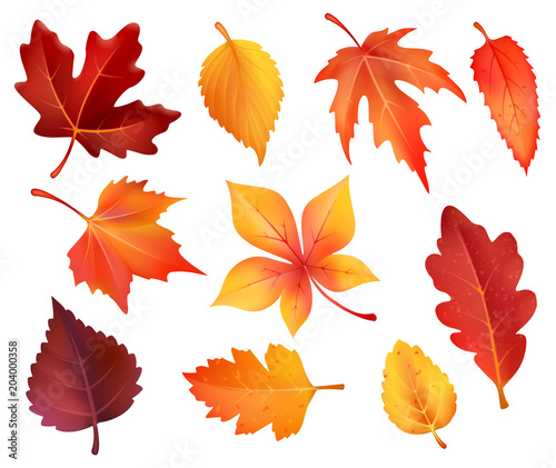 Autumn foliage leaf icons of vector falling leaves