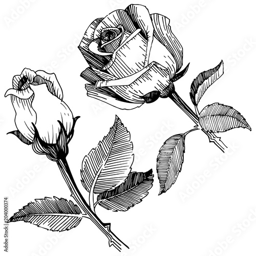 Wildflower rose in a vector style isolated. Vector wildflower for background, texture, wrapper pattern, frame or border.