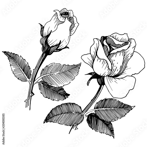 Wildflower rose in a vector style isolated. Vector wildflower for background, texture, wrapper pattern, frame or border.