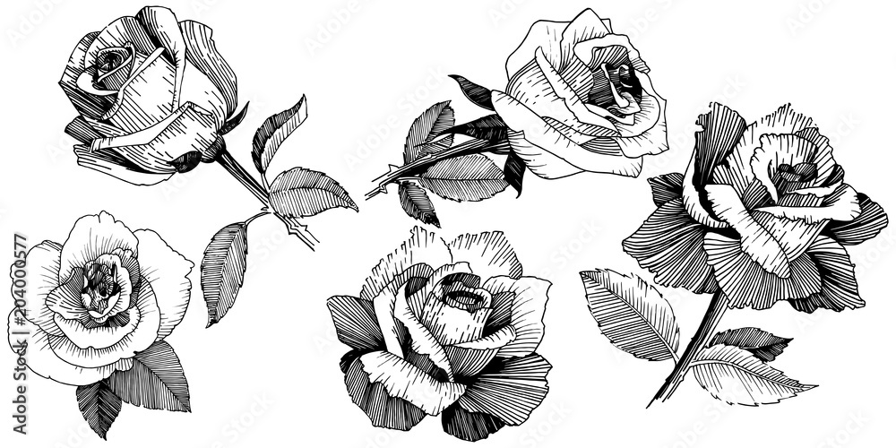 Wildflower rose in a vector style isolated. Vector wildflower for background, texture, wrapper pattern, frame or border. Wildflower rose in a vector style isolated. Vector wildflower for background, texture, wrapper pattern, frame or border.