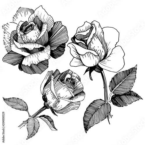 Wildflower rose in a vector style isolated. Vector wildflower for background, texture, wrapper pattern, frame or border.