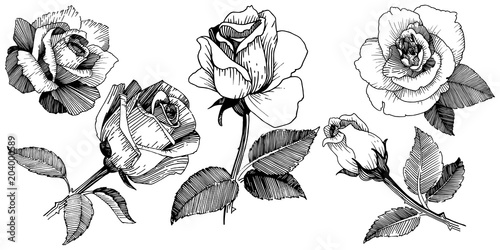 Wildflower rose in a vector style isolated. Vector wildflower for background, texture, wrapper pattern, frame or border.