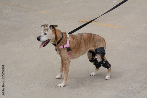 Fototapeta Naklejka Na Ścianę i Meble -  Aging boxer mixed breed dog with two orthotic knee stifle braces happy to be out for a walk after second CCL injury