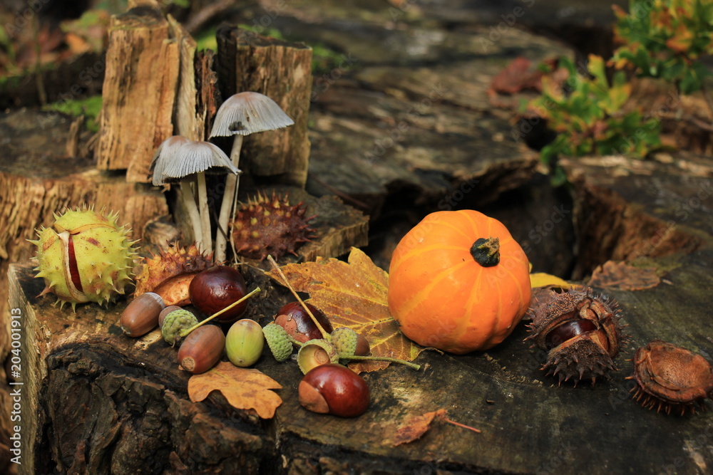 Autumn still life Autumn still life