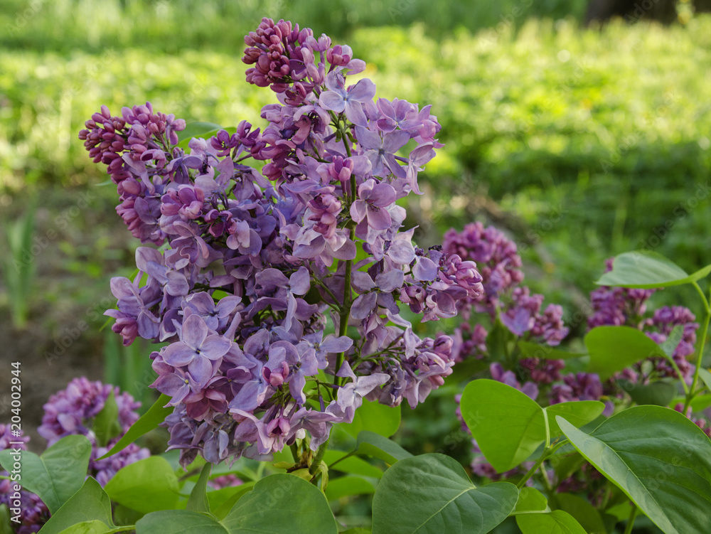 flowering lilac branch flowering lilac branch