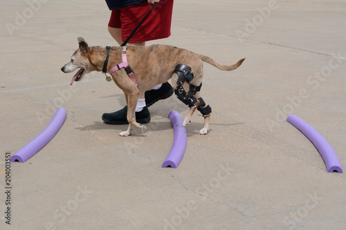 Fototapeta Naklejka Na Ścianę i Meble -  Boxer mixed breed dog rehabilitation exercises to help her learn to use new orthotic knee stifle brace to walk properly