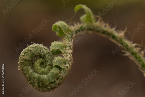 Fiddlehead fern close-up