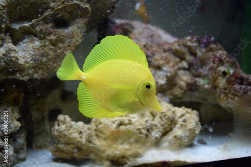 Yellow Tang Marine Fish © S Welgama