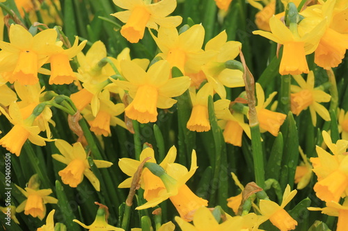 Fototapeta Naklejka Na Ścianę i Meble -  Group of yellow daffodils