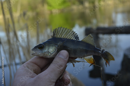 Perch in the hand of a fisherman. Evening on the picturesque pond in the village. Fishing with spinning.