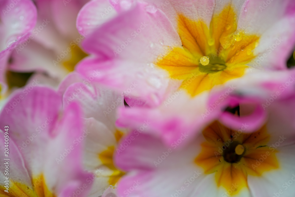 花 花