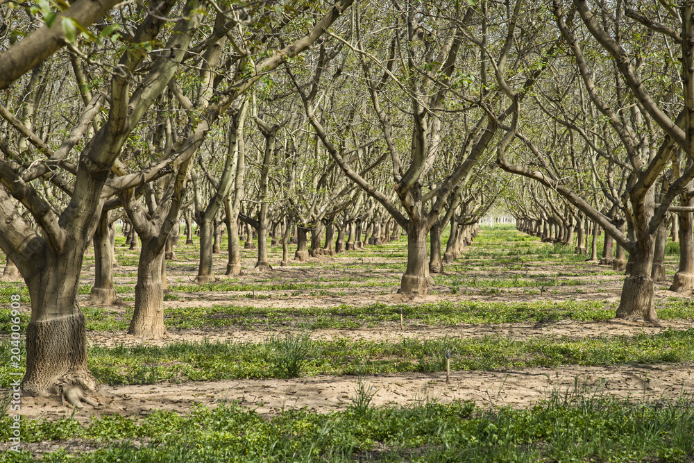 Walnut orchard