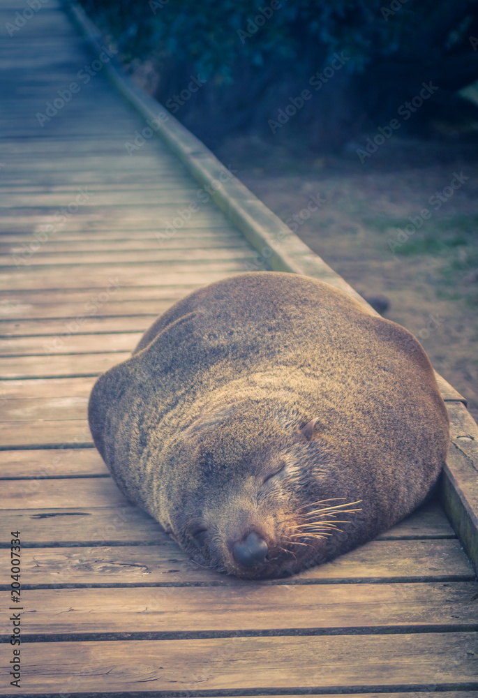 Obraz premium Close up image of a Fur Seal sleeping on a wooden walkway in Kaikoura, New Zealand.