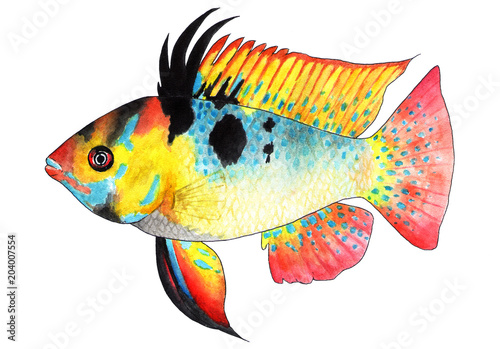 Apistogramma ramirezi. Microgeophagus ramirezi. Dwarf butterfly cichlid. Aquarium fish, tropical fish.
Bright tropical fish. Small popular aquarium fish. Watercolor illustration. photo