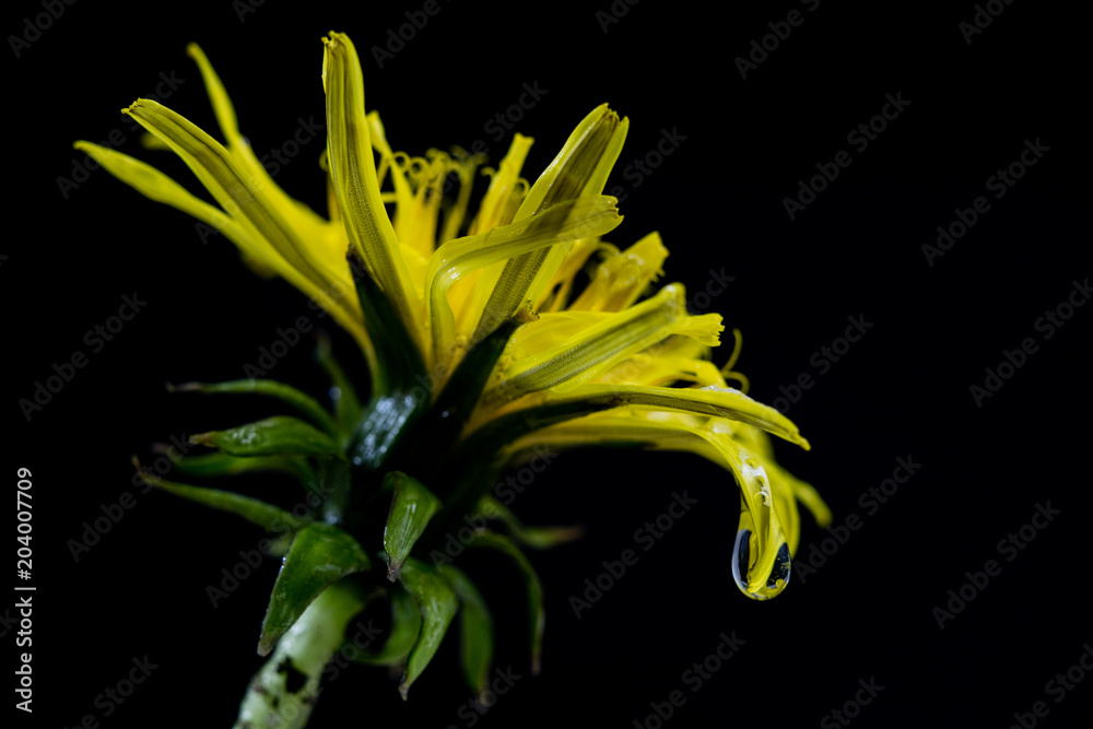 Fototapeta premium Blooming dandelion. Yellow flower photographed in a photo studio.