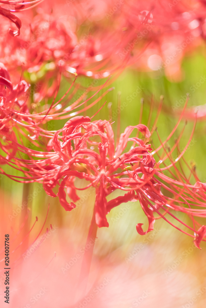 Close - up Red spider lily in autumn Close - up Red spider lily in autumn