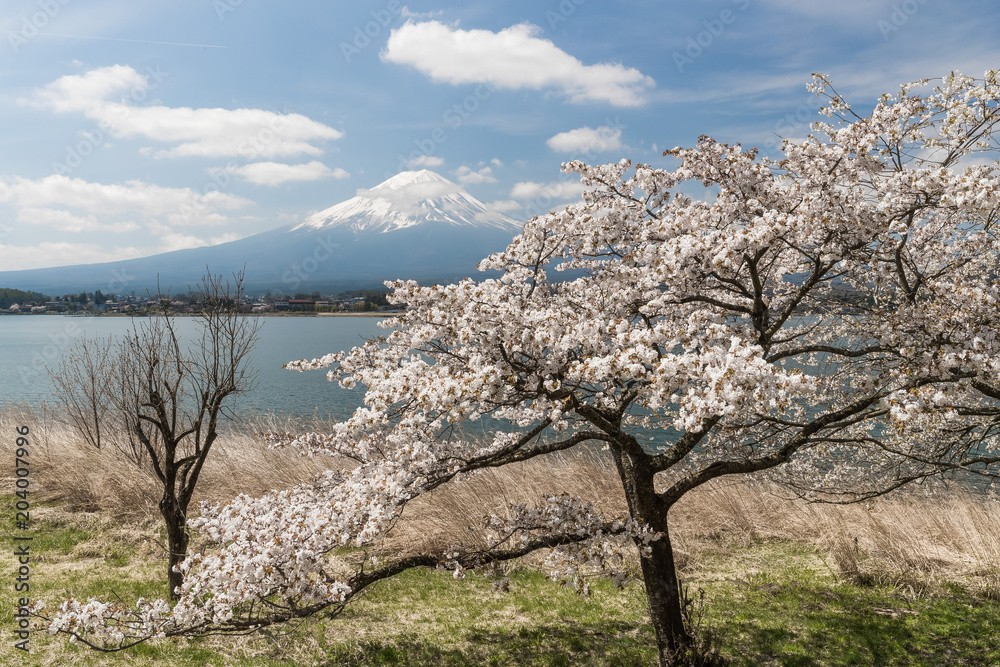 Sakura cherry blossom and Mt. Fuji at Kawaguchiko lake , Japan in spring season Sakura cherry blossom and Mt. Fuji at Kawaguchiko lake , Japan in spring season