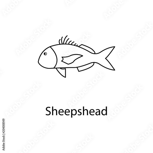 sheepshead icon. Element of marine life for mobile concept and web apps. Thin line sheepshead icon can be used for web and mobile. Premium icon